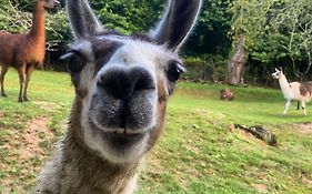 La Ferme des Lamas Dordogne
